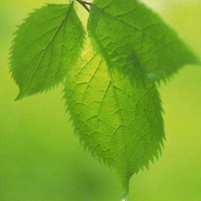 Manus终于喝下自己藏好的毒